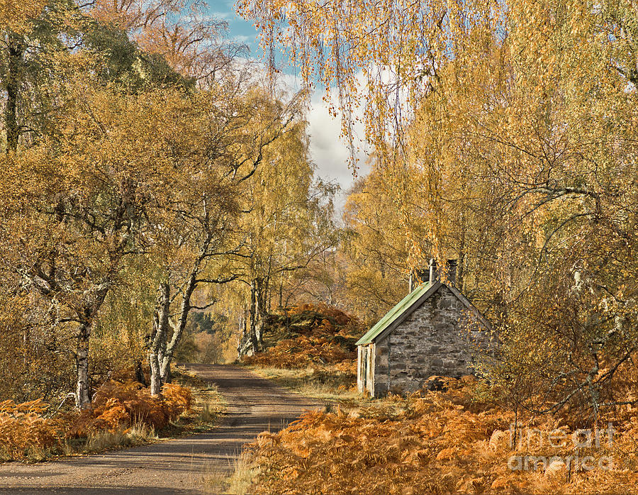 GOLDEN BEAUTY AUTUMN delightful pleasing picture WITH YELLOW BIRCH BRANCHES DRAPING STONE COTTAGE Photograph by Tatiana Bogracheva