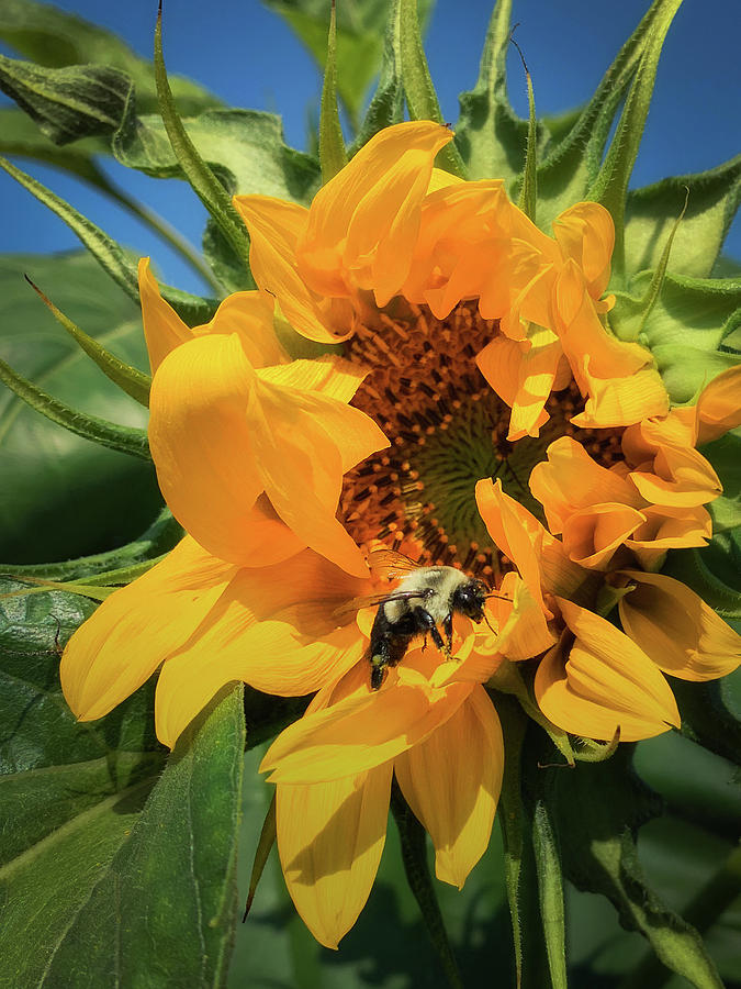 Golden Bee Photograph by Joann Long