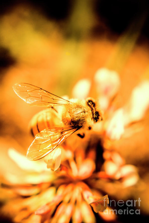 Golden bee Photograph by Jorgo Photography