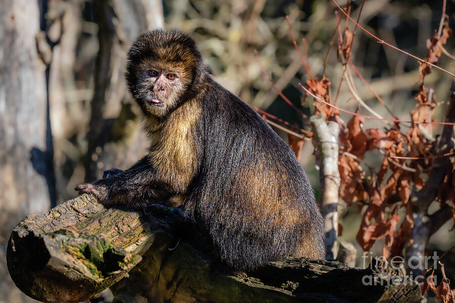 Golden-bellied capuchin Photograph by Lyl Dil Creations