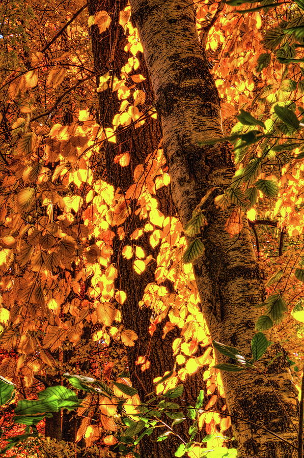 Golden Birch Leaves Ablaze Photograph by Dale Kauzlaric