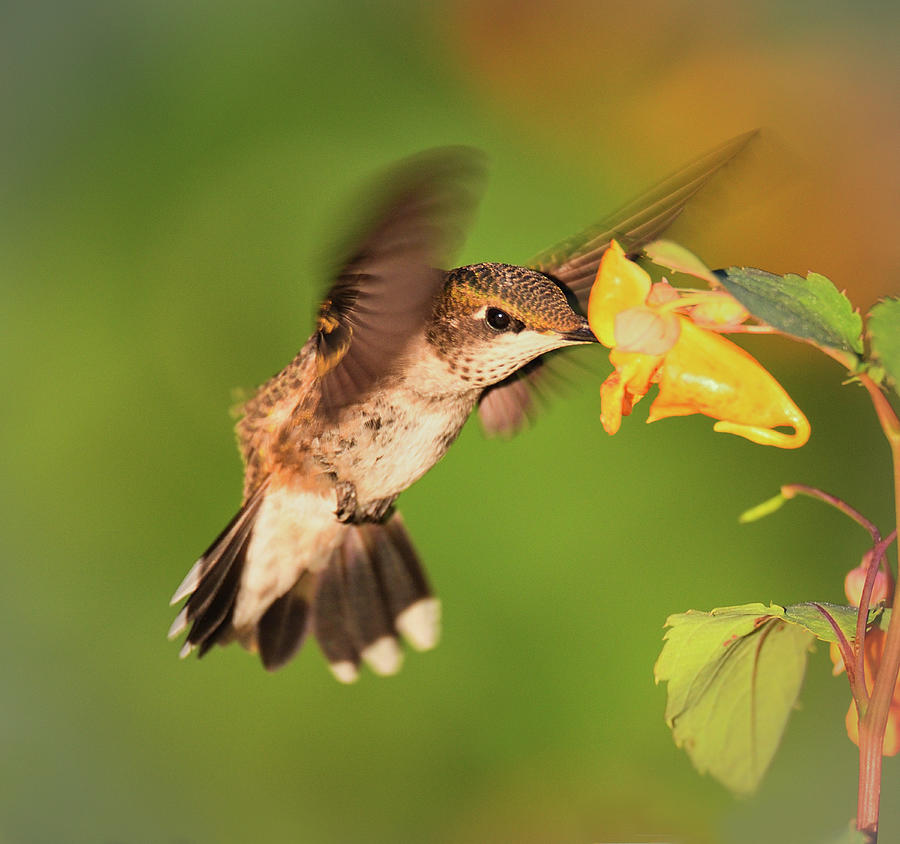 Golden Bird Inhaling Photograph by Wei Tang