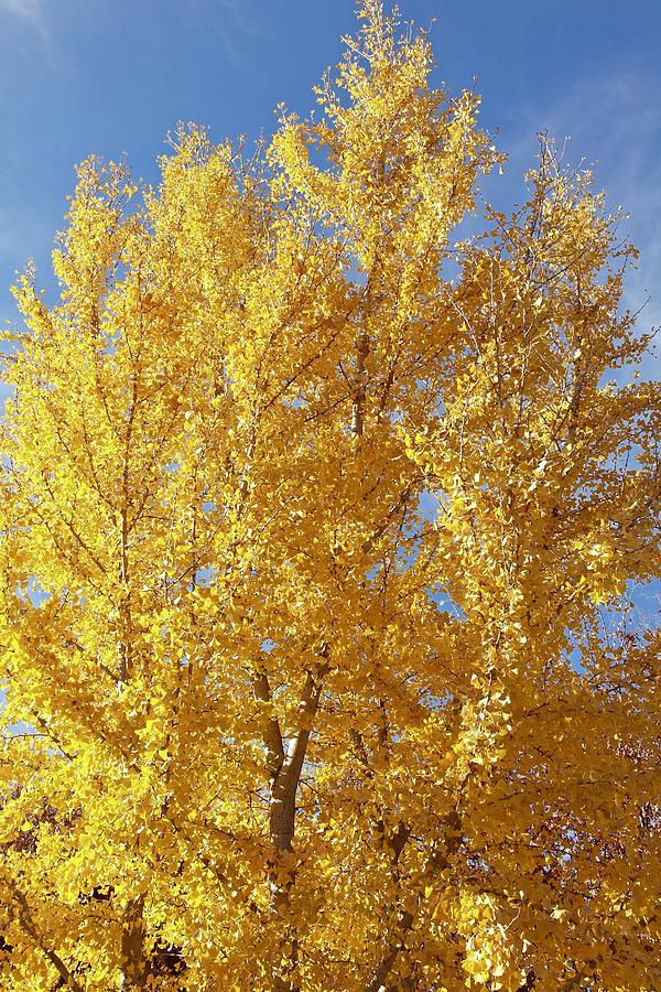 Fall Photograph - Golden Blaze by Michele Myers