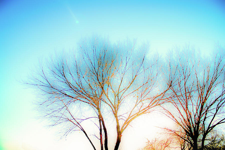 Golden Blue Sky and Bare Trees Photograph by W Craig Photography
