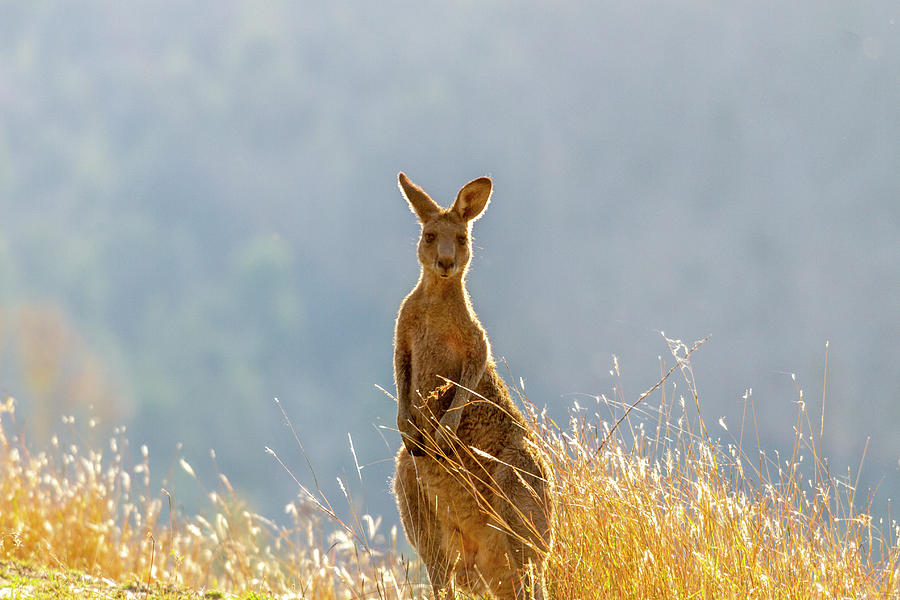 Golden Boy, Kangaroo in golden grass Photograph by Therese Woolnough ...