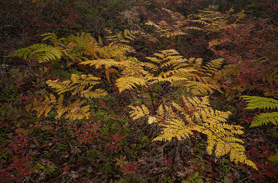 Golden Bracken Ferns Photograph by Irwin Barrett