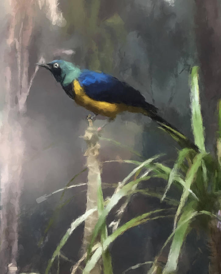 Golden Breasted Starling Painting by Gary Arnold