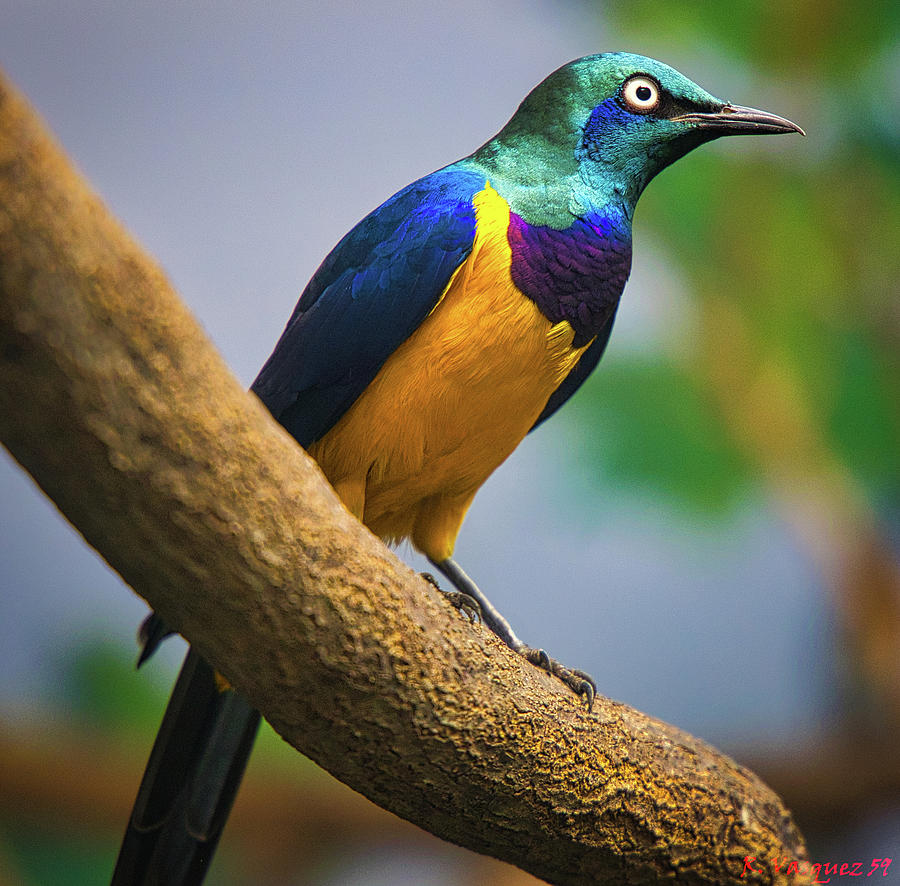 Golden Breasted Starling  Photograph by Rene Vasquez