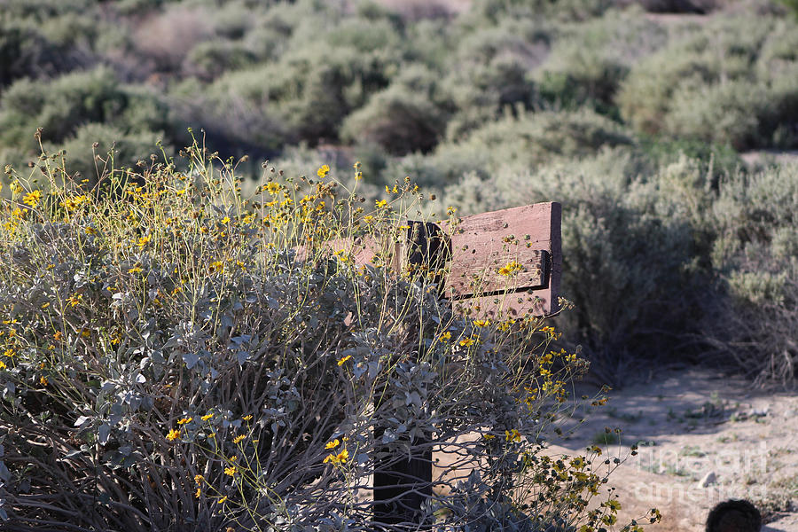 Golden Brittle Bush on Path Wildflowers Coachella Valley Wildlife Preserve Photograph by Colleen Cornelius