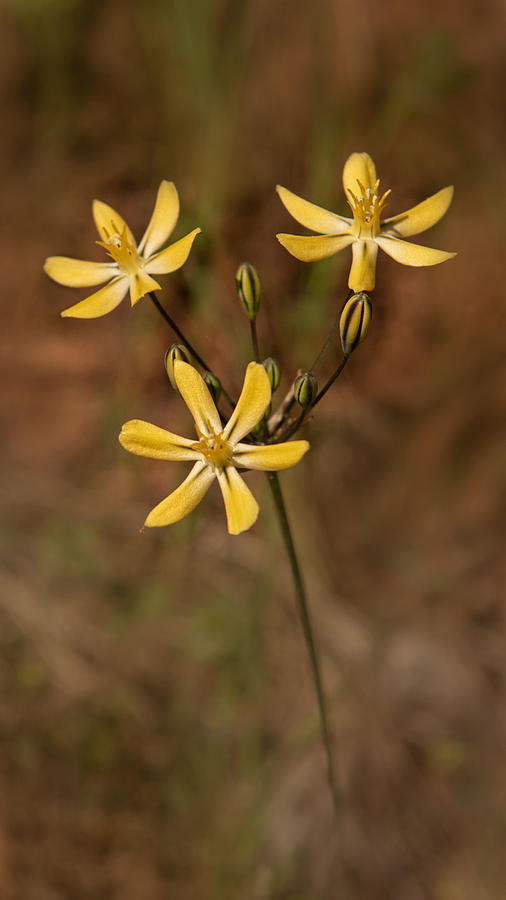 Golden Brodiaea, wildflower, from the side Photograph by Alessandra RC