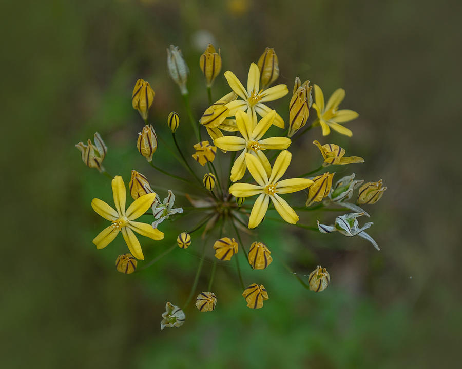 Golden Brodiaea, wildflower, from above Photograph by Alessandra RC