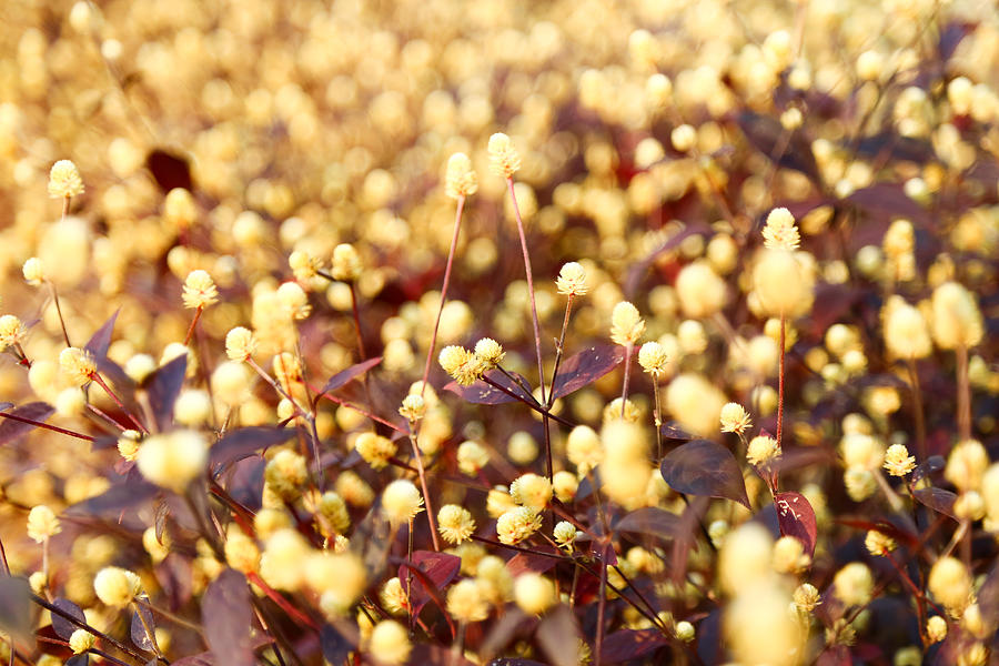 Golden Brown Dot Flowers Photograph by Naphazynths