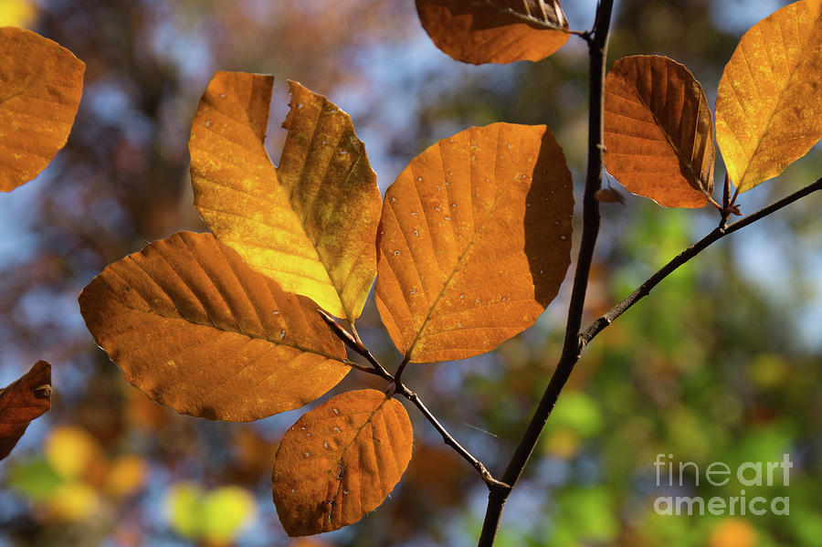 Golden Brown Leaves Photograph