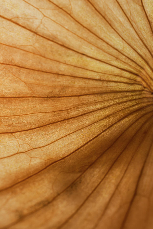 Golden Brown Onion Skin With Twrist Macro Photograph