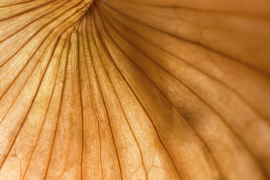 Golden Brown Onion Twist Photograph