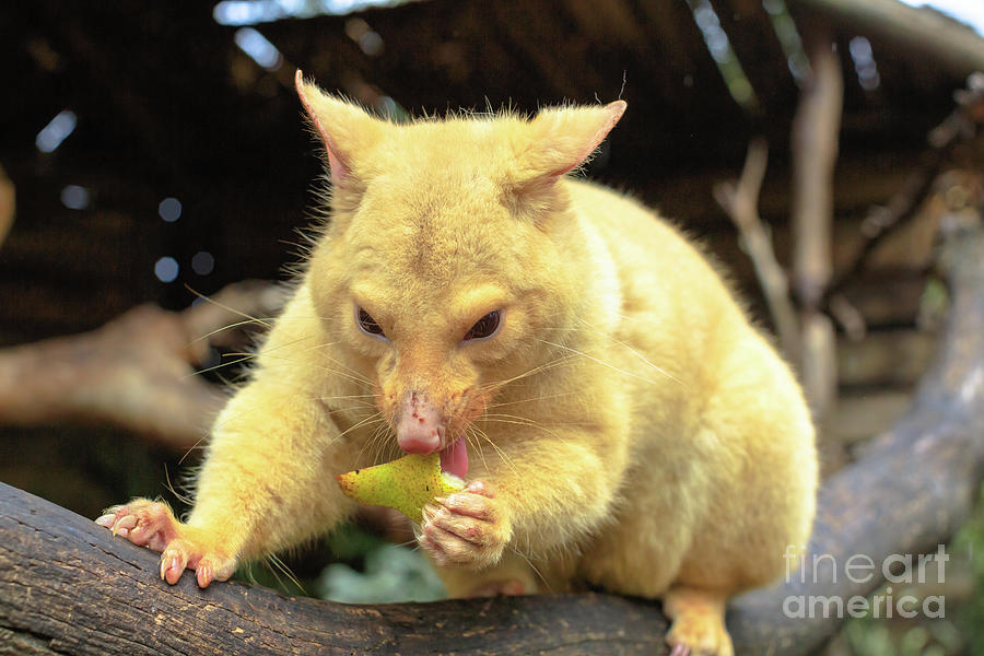 Golden brushtail possum Photograph by Benny Marty