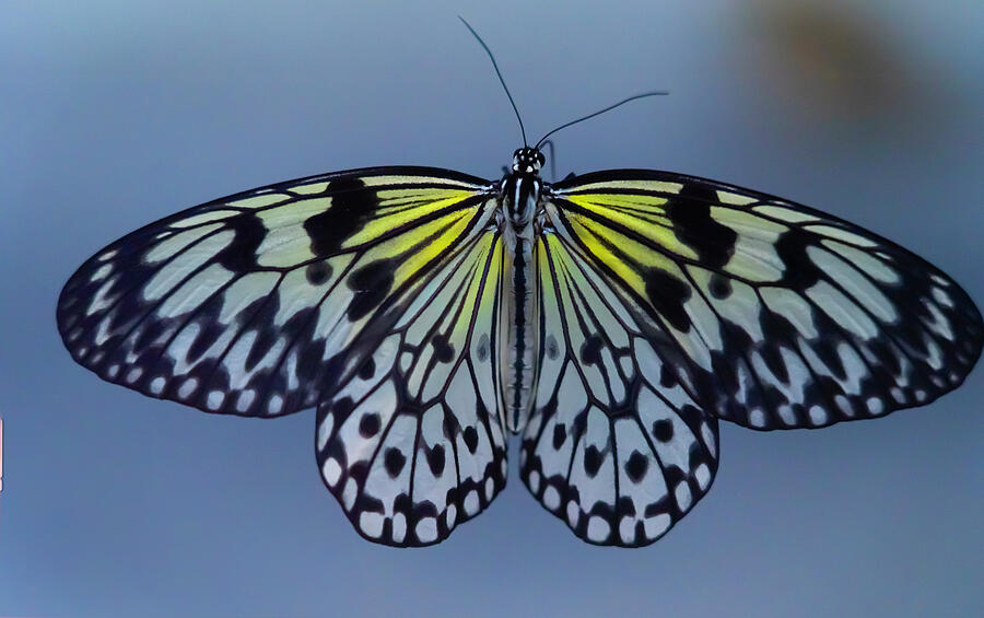 Golden Butterfly Dressed in Black Photograph by Matthew Bamberg