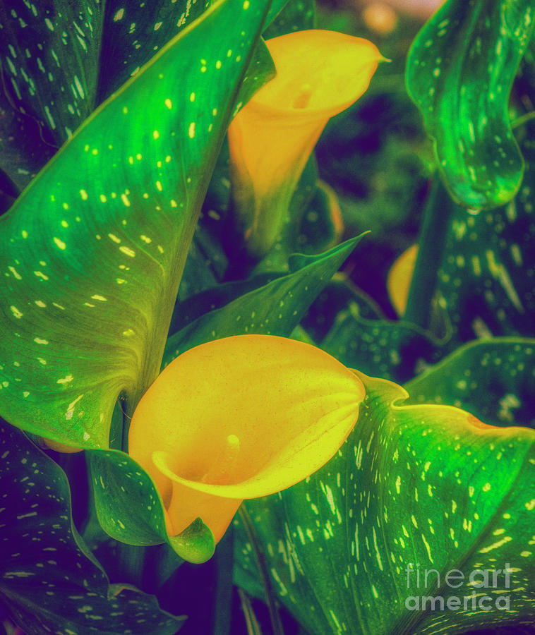 Golden Cala Lilies Photograph by David Zanzinger