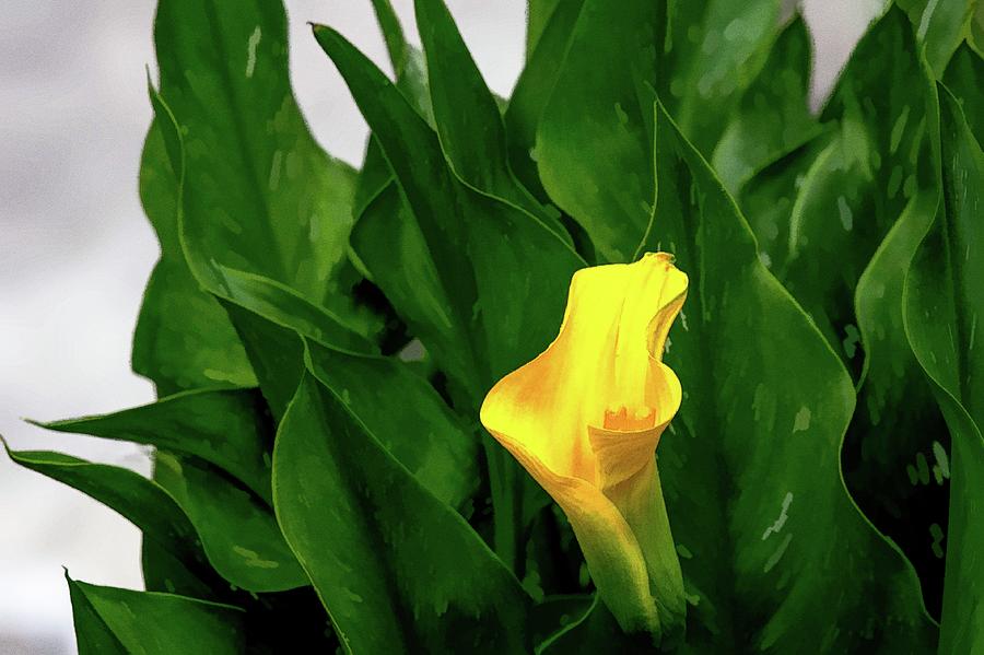 Golden Calla Lily in an Oil Painting setting Photograph by Ed Stines
