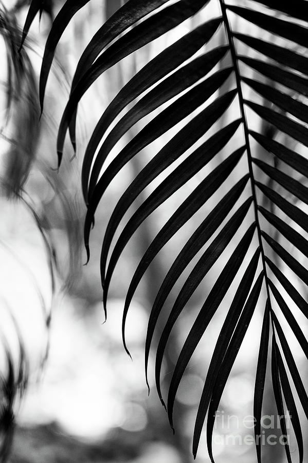 Golden Cane Palm Frond Photograph by Tim Gainey