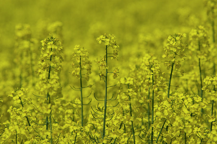 Golden Canola Field Photograph By Miklos Greczi | Fine Art America