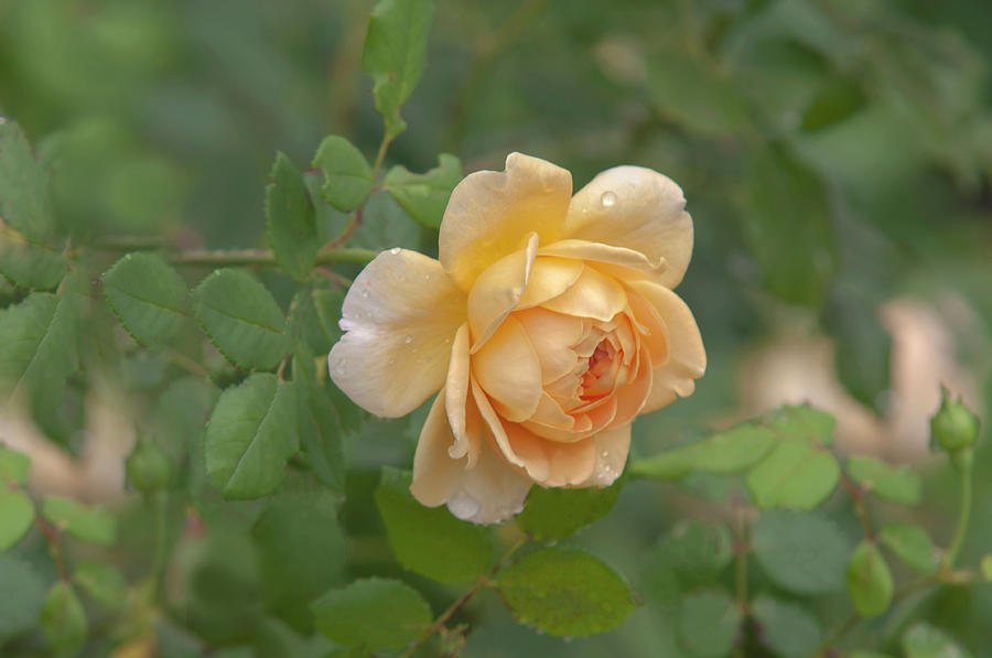 Rose Photograph - Golden Celebration David Austin English Rose 1 by Jenny Rainbow