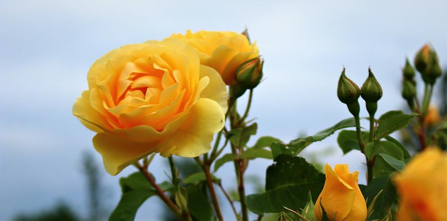 Golden Celebration Roses Photograph by Loretta S