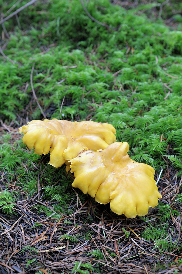 Golden chanterelle, Cantharellus cibarius, on a mossy forest floor Photograph by Kevin Oke