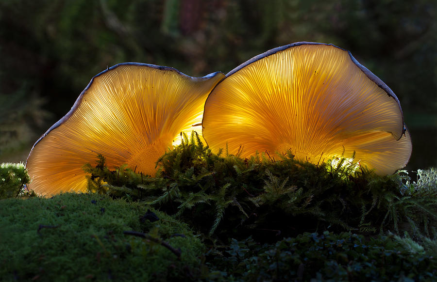 Golden Chanterelles Mushrooms Photograph by Sandi OReilly