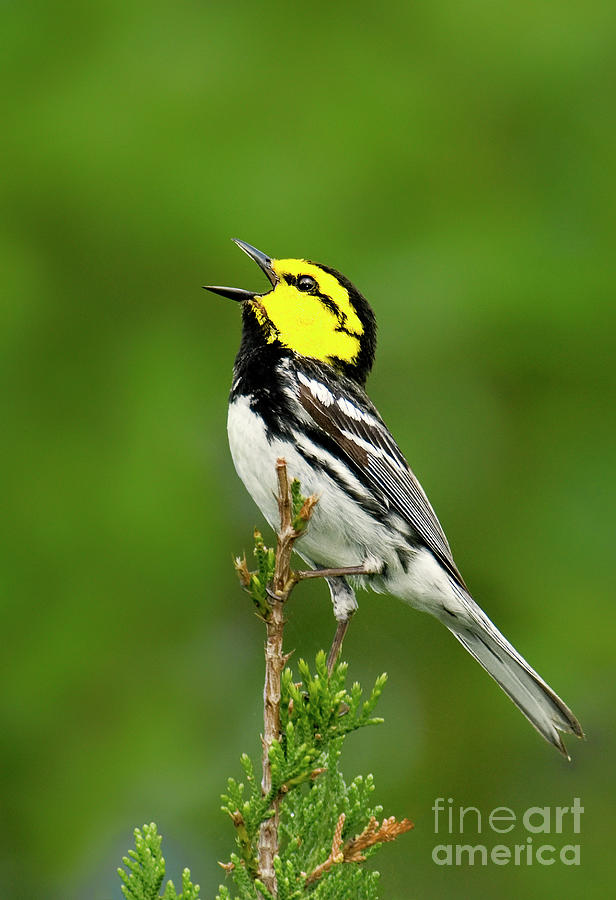 Golden-cheeked Warbler Chrysoparia Chrysoparia Wild Texas Photograph by Dave Welling