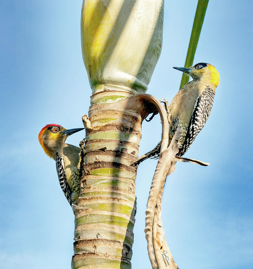 Golden-cheeked Woodpecker Couple Photograph by Judi Dressler