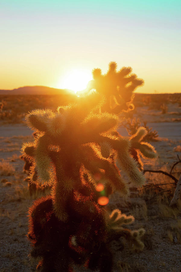 Golden Cholla 2 Photograph by Go and Flow Photos