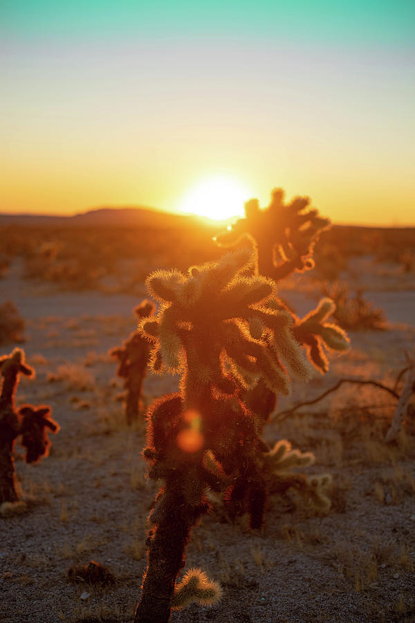 Golden Cholla Photograph by Go and Flow Photos