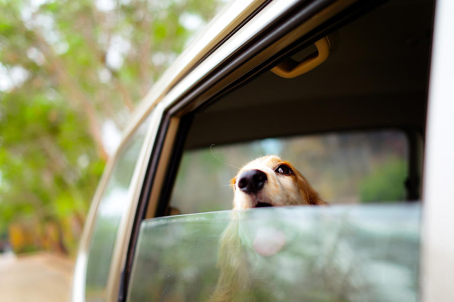 Golden cocker spaniel at cars window Photograph by Krit of Studio OMG