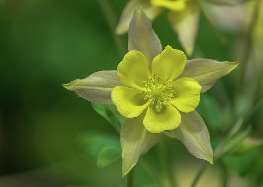 Golden Columbine I Photograph by David Hicks - Fine Art America