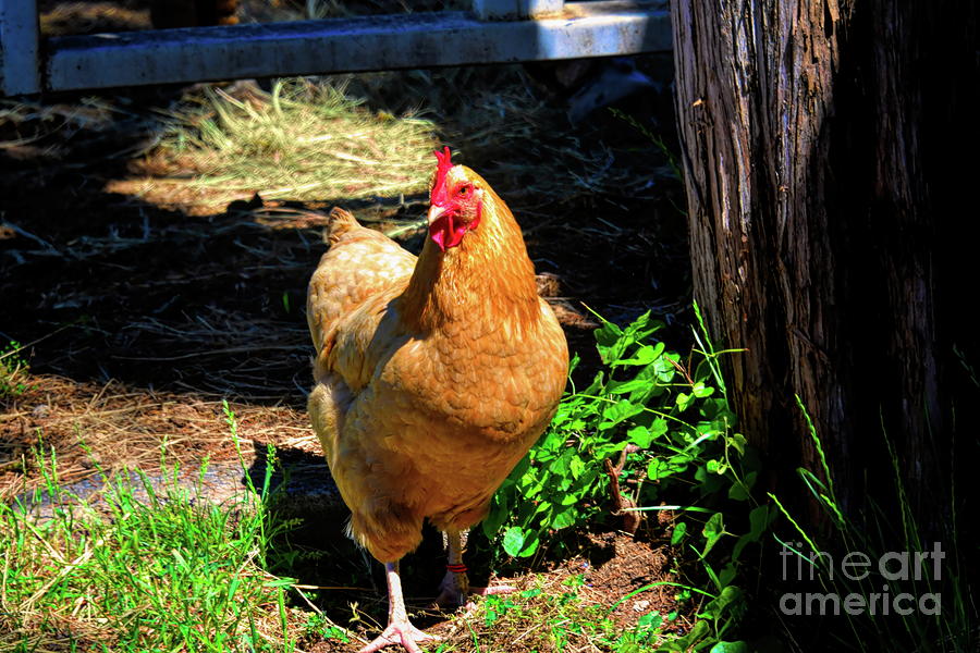 Golden Comet Hen Photograph by Diana Mary Sharpton