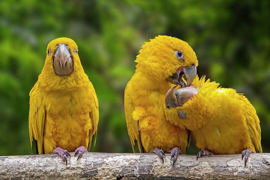 Golden Conures Photograph by Arterra Picture Library