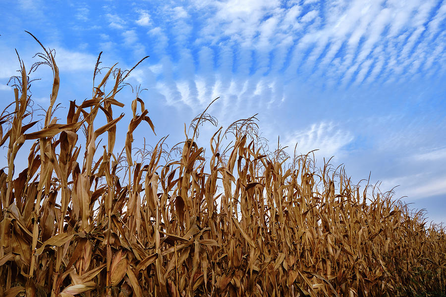 Golden cornfields and clouds. Vega de Granada Spain. Photograph by ...