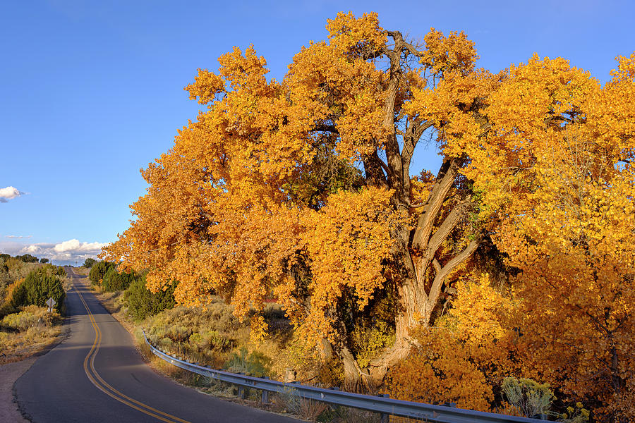 Golden Cottonwood South of Santa Fe Photograph by Mary Lee Dereske
