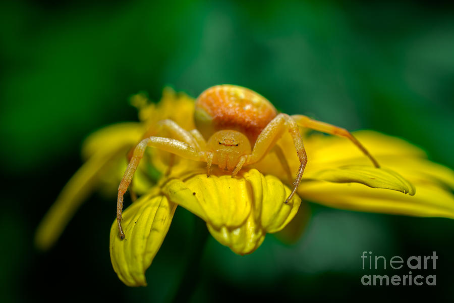 Golden Crab Spider Photograph by Ollie Thor Fonite - Pixels