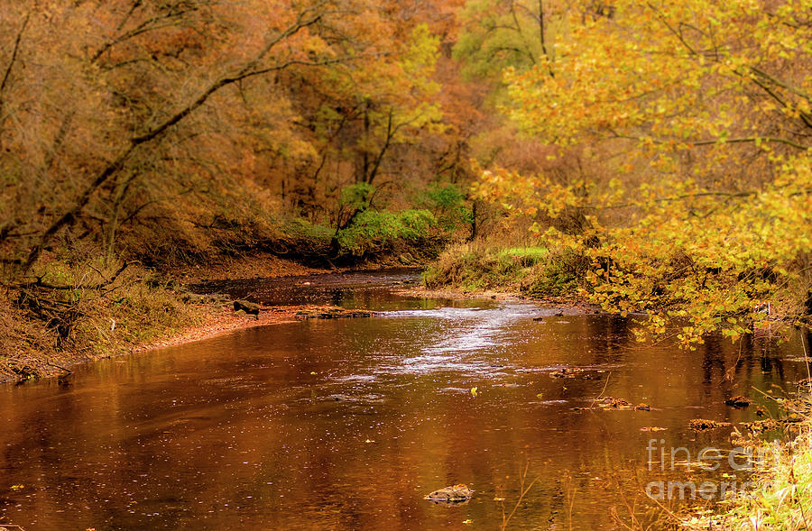 Golden Creek in Autumn Photograph by Sandra Js