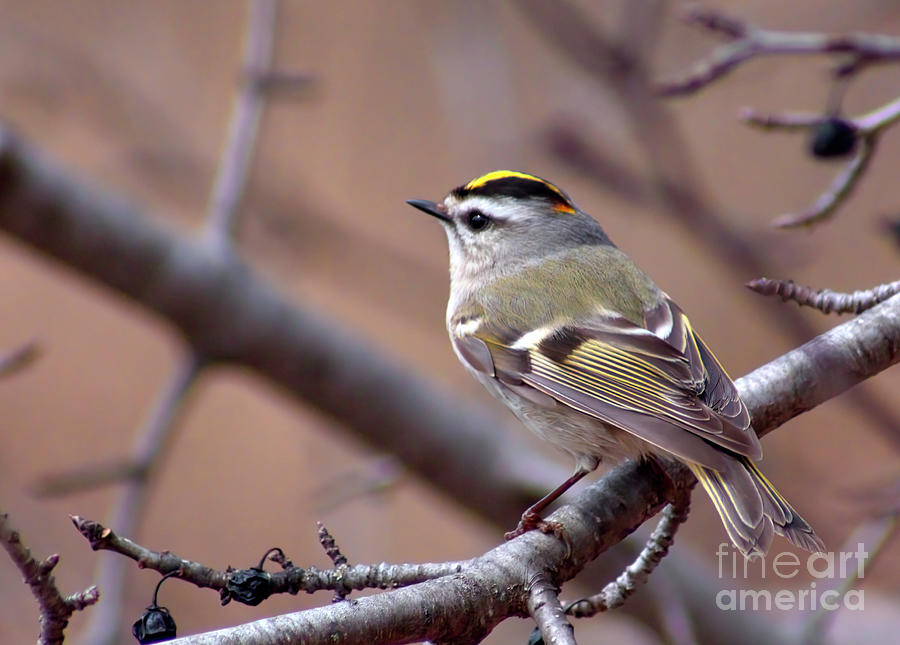 Golden-Crowned Kinglet Photograph by Charline Xia