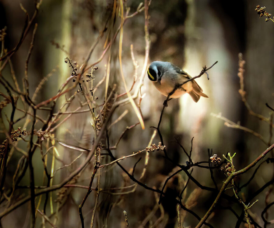 Golden Crowned Kinglet Deep in the Woods Photograph by Linda Stern Golden Crowned Kinglet Deep in the Woods Photograph by Linda Stern