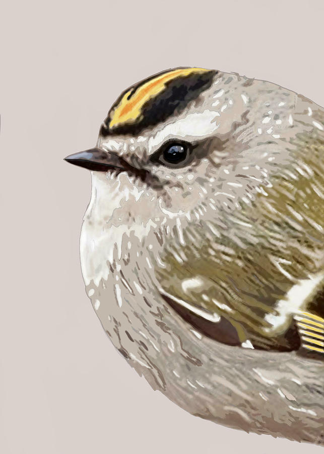 Golden-Crowned Kinglet in 6 Colors Mixed Media by Judy Cuddehe