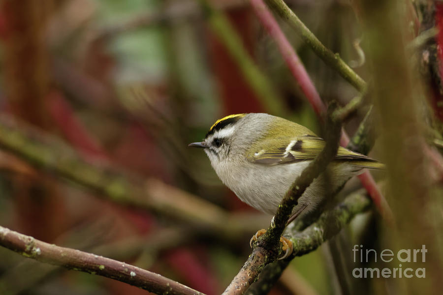 Golden Crowned Kinglet Male Photograph by Natural Focal Point Photography