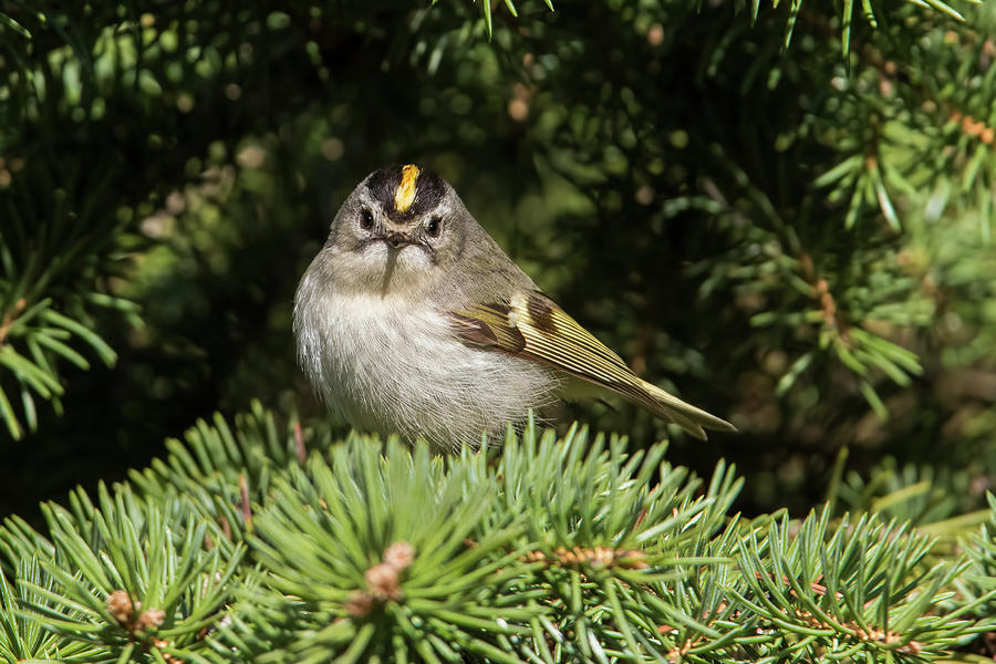 Golden-crowned-Kinglet Photograph by Mircea Costina Photography