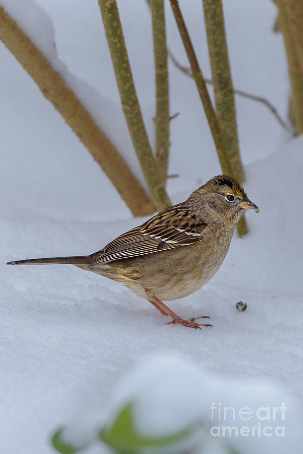 Seattle Photograph - Golden-crowned sparrow after snowstorm by Nancy Gleason