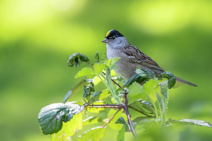 Golden crowned sparrow Photograph by Celine Pollard