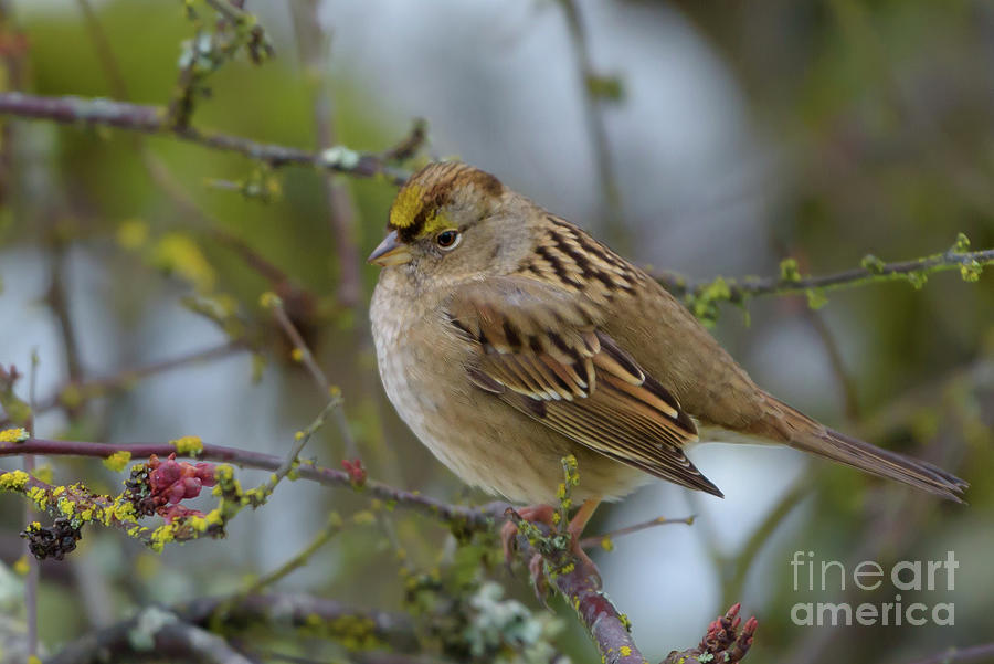 Golden-crowned Sparrow in Cherry Tree Photograph by Nancy Gleason