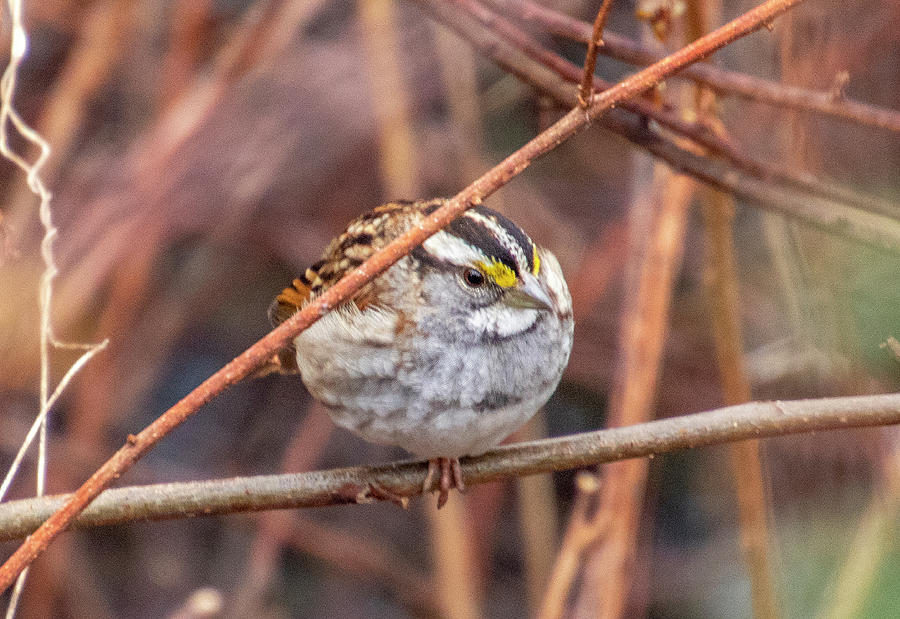 Wildlife Photograph - Golden-crowned Sparrow by Jean Haynes